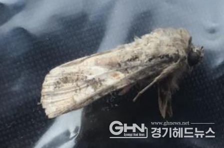 지난 5월 17일 제주 서귀포시 성산읍과 제주시 한림읍 일대에서 발견된 열대거세미나방 수컷 성충.(사진 제공: 제주특별자치도 농업기술원)