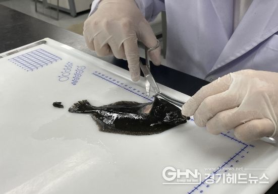 수산질병관리사 진료 모습