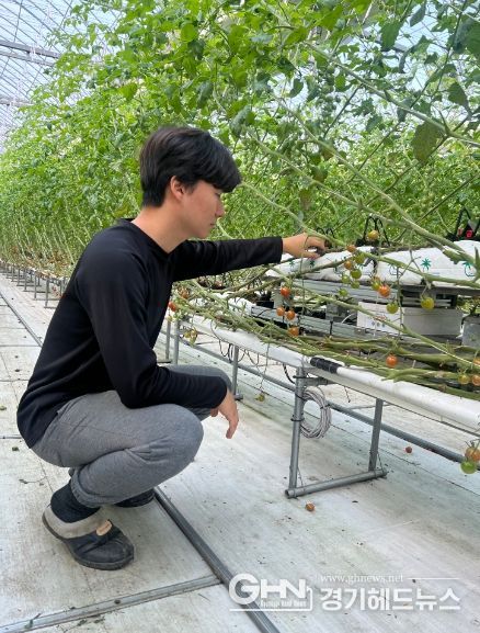2023년 청년농업인4H회원 신규영농정착 시범사업에 참여한 한 농업인이 토마토를 수확하고 있다