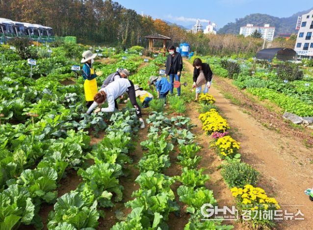 공세동 시민농장에서 시민들이 텃밭을 꾸리고 있다