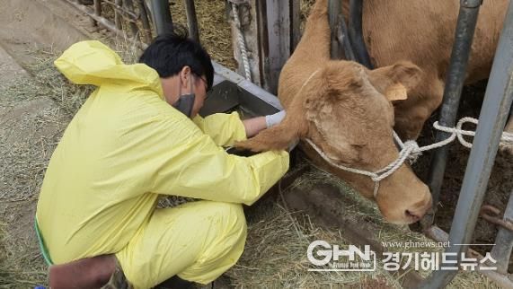 용인특례시가 10월 31일까지 소와 염소 사육농가를 대상으로 구제역 예방백신 일제접종을 진행한다
