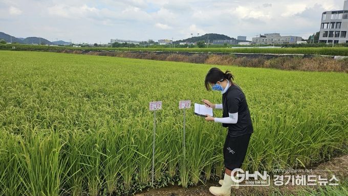 용인특례시가 백옥쌀 생산단지 심사를 하고 있다.