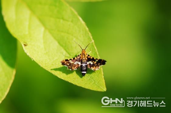 깜둥이창나방(고유종)