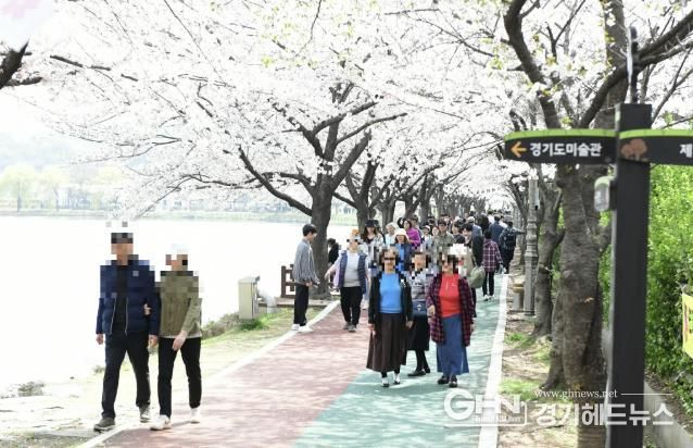 화랑유원지 수놓은 봄날의 향연…'제1회 안산 벚꽃 놀이터' 큰 호응