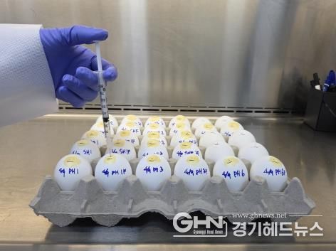 종란접종