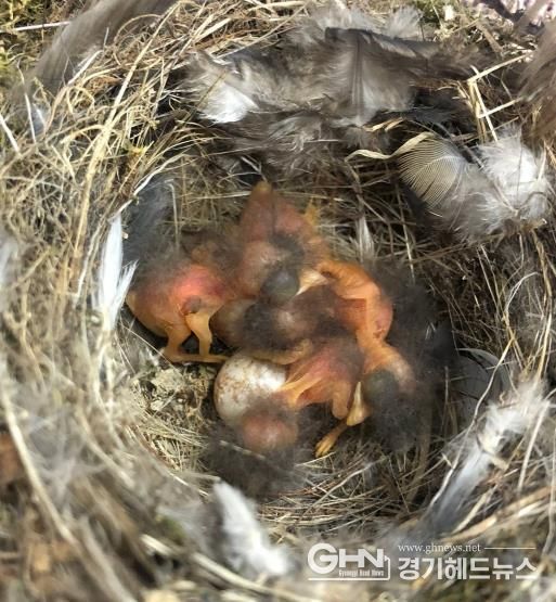 야생동물사진