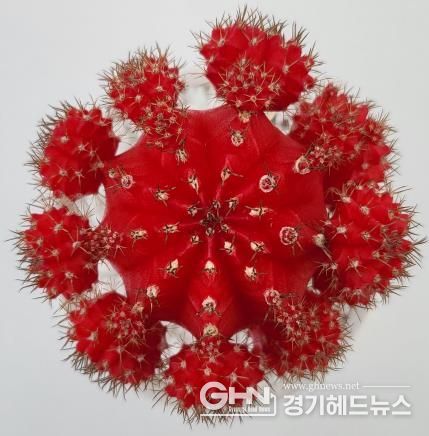비모란선인장 레드윈