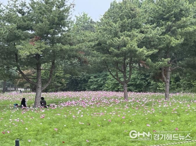 탑동시민농장에 조성한 코스모스 꽃밭