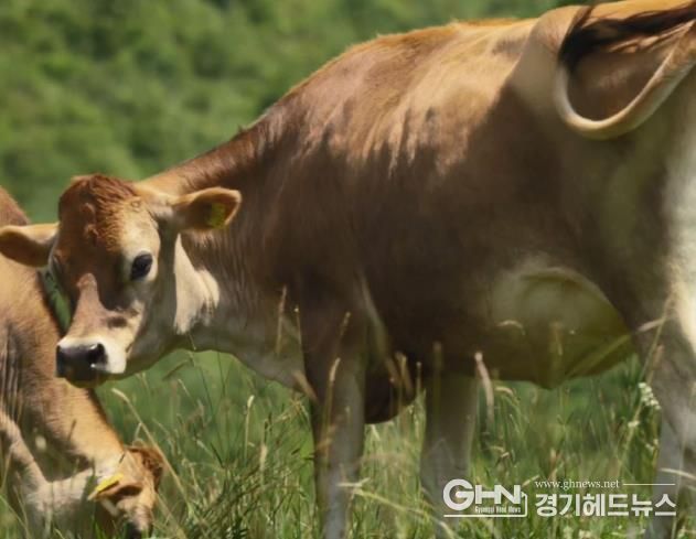 경기도 `저지` 전용1호 목장 탄생....신품종 젖소 육성 위한 사육기반 조성