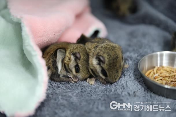 구조 당시의 하늘다람쥐