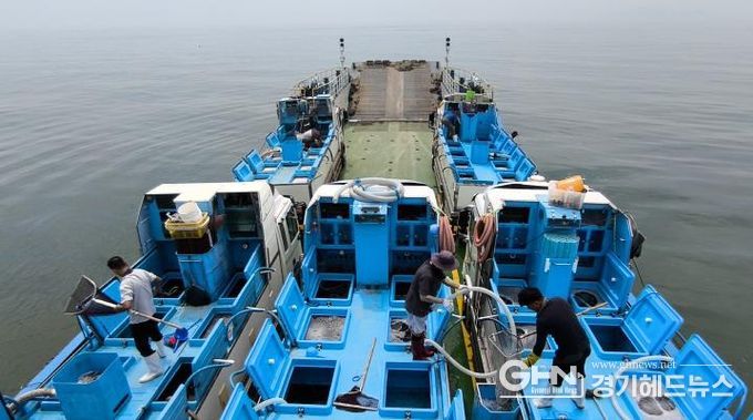 안산시 해양수산과 관계자가 1일 대부도 연안 해상에서 조피볼락 치어를 방류하고 있다.