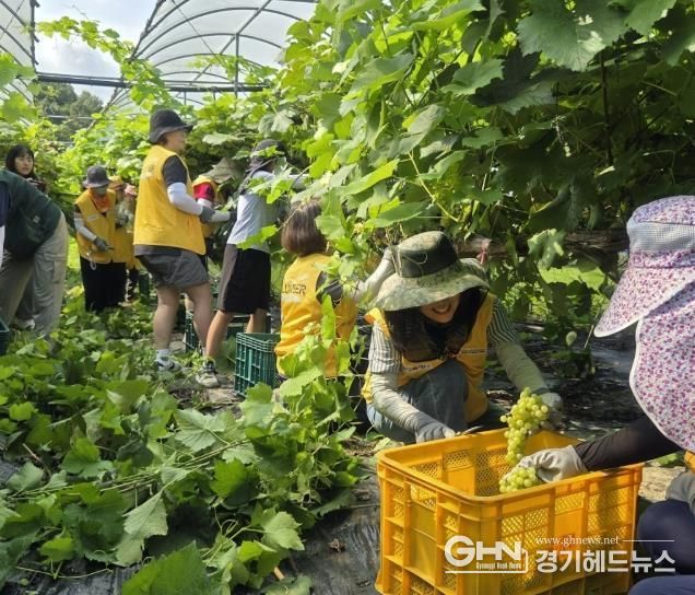 HO-스쿨팜가족봉사단과 화성시 청년봉사단이 지난달 30일 서신면 포도농가에서 봉사활동을 하고 있다
