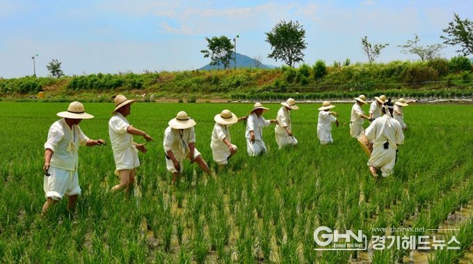 용인특례시 향토무형유산으로 지정된 '백암농요' 논매기 모습