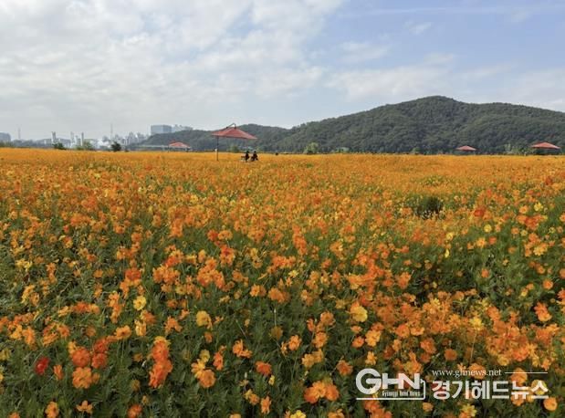 용인특례시는 기흥호수공원에 황화코스모스 경관단지를 조성했다