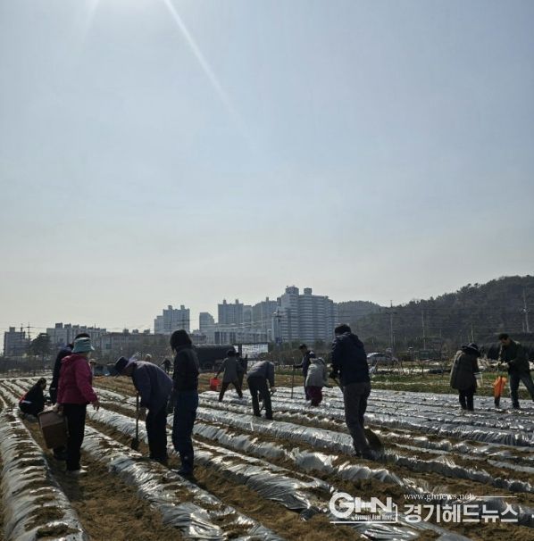 시흥시 신현동 통장협의회, '이웃돕기 감자 심기' 행사 진행