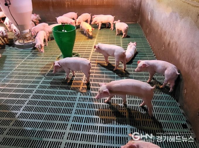 양돈장 사진(행복농장)